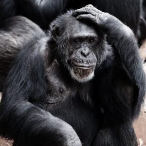 ape, monkey, primate-17474.jpg